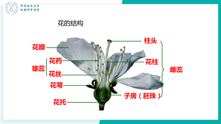 1.5  植物生殖方式的多样性（有性生殖）（课件 18张ppt）