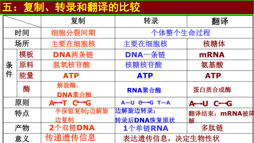 4.1基因指导蛋白质的合成课件(共51张PPT)-人教版必修二