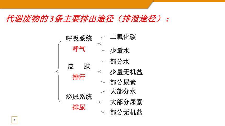 3.4.1尿液的形成和排出 第一课时 课件(共15张PPT) 济南版七年级下册