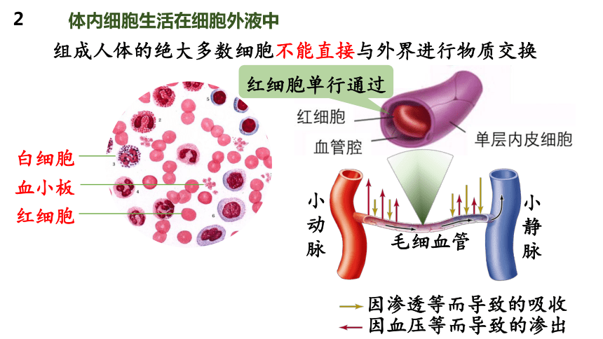 1.1细胞生活的环境-(共41张PPT)课件人教版2019选择性必修1