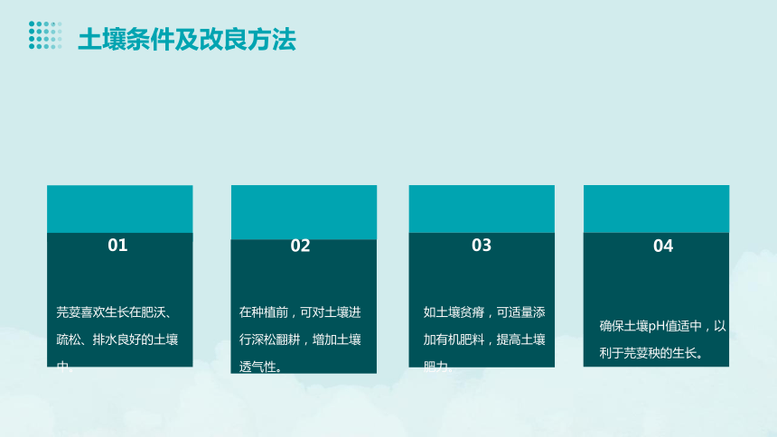 1.芫荽秧快长大（课件）-人民版劳动一下同步高效备课