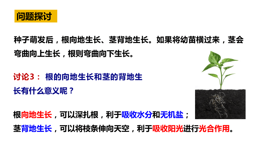 5.4环境因素参与调节植物的生命活动课件(共65张PPT)2023-2024学年高二上学期生物人教版选择性必修1