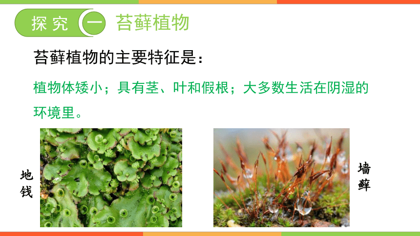 1.3.4苔藓植物和蕨类植物课件(共28张PPT）-2023-2024学年冀少版生物七年级上册