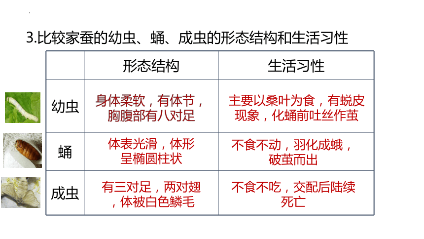 7.1.2昆虫的生殖和发育课件(共20张PPT) 人教版生物八年级下册