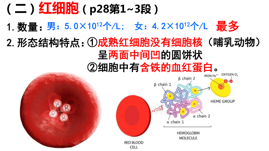 4.9.1 血液2023-2024学年七年级生物下册同步精品课件（北师大版）(共45张PPT)