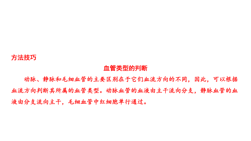 2024年中考生物一轮复习考点探究 第2讲人体内物质的运输课件(共35张PPT)