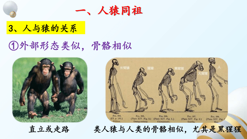 5.16.4 人类的起源和进化课件（(共31张PPT+内嵌视频2个)）苏教版八年级生物上册