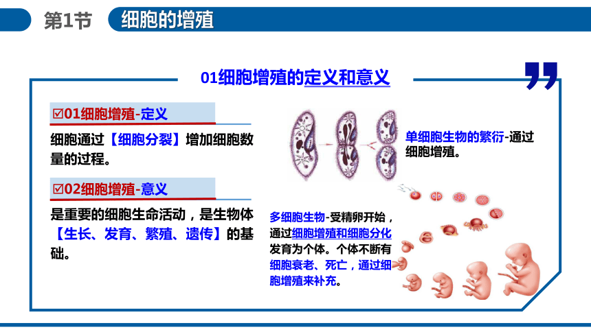 6.1细胞的增殖（第1课时）课件（共49张PPT）-人教版（2019）必修1