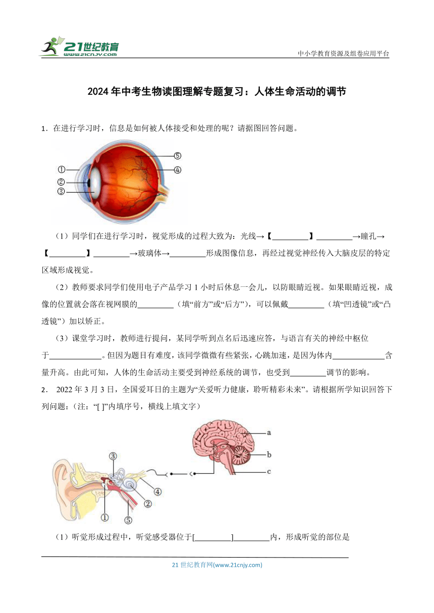 2024年中考生物读图理解专题复习：人体生命活动的调节（含答案）