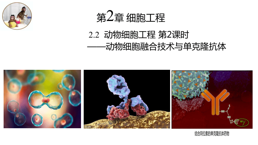 2.2.2动物细胞融合技术与单克隆抗体（课件）(共21张PPT1份视频)-人教版2019选择性必修3
