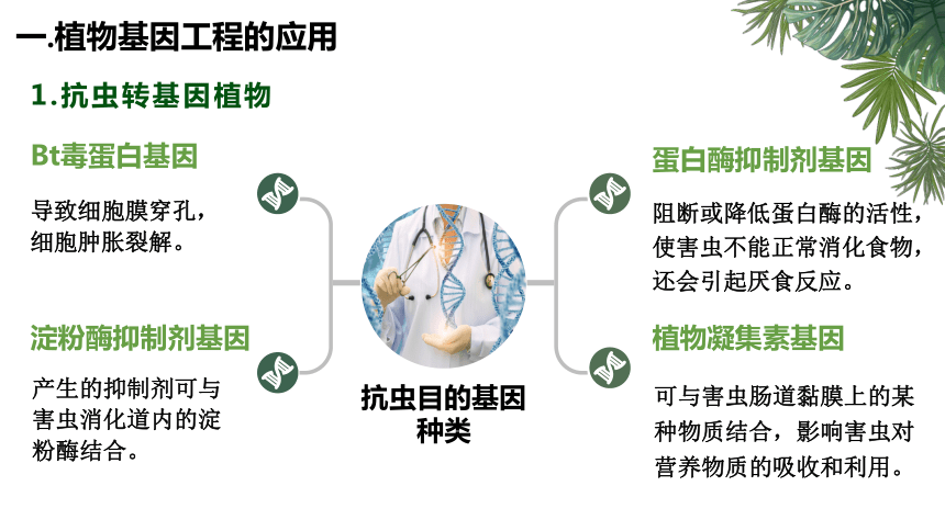 3.3基因工程的应用课件(共24张PPT)-人教版（2019）选择性必修3