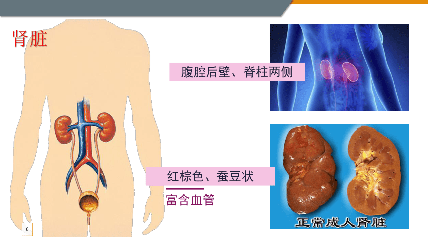 3.4.1尿液的形成和排出 第一课时 课件(共15张PPT) 济南版七年级下册