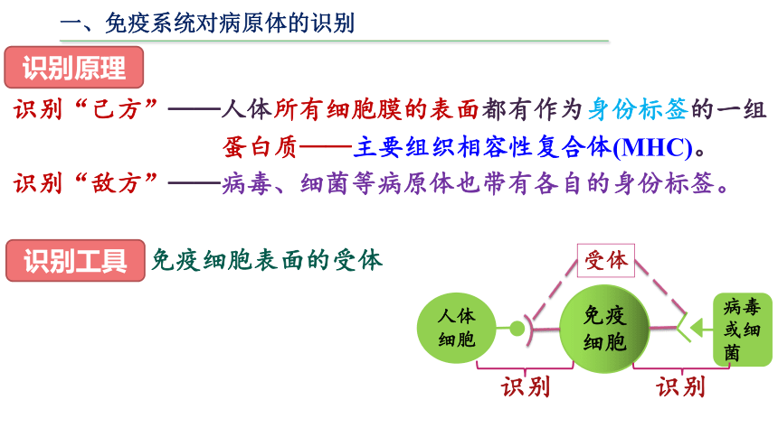 4.2特异性免疫课件(共33张PPT)-人教版（2019）选择性必修1