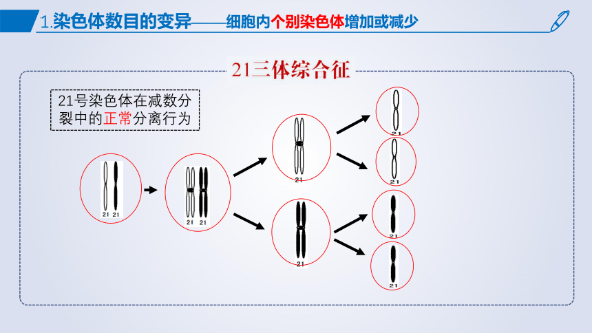 5.2染色体变异课件 (共54张PPT1份视频)生物人教版必修2