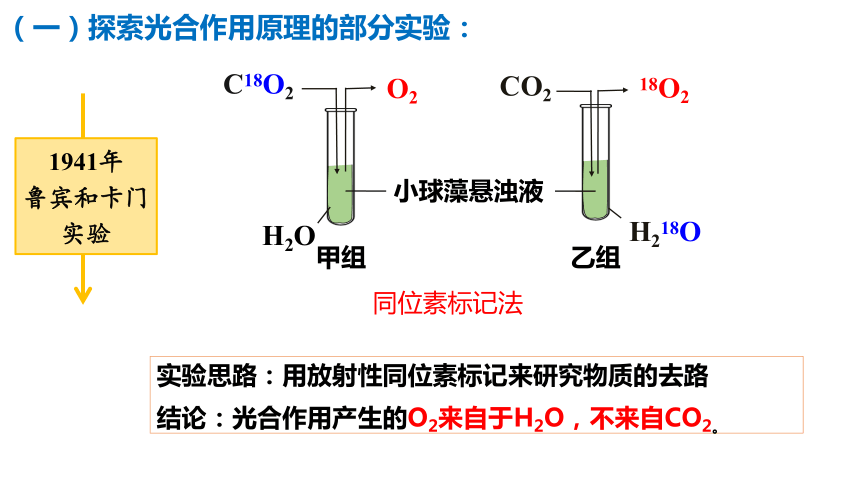 5.4 光合作用与能量转化（第2课时）(共18张PPT)高一生物课件（人教版2019必修1）