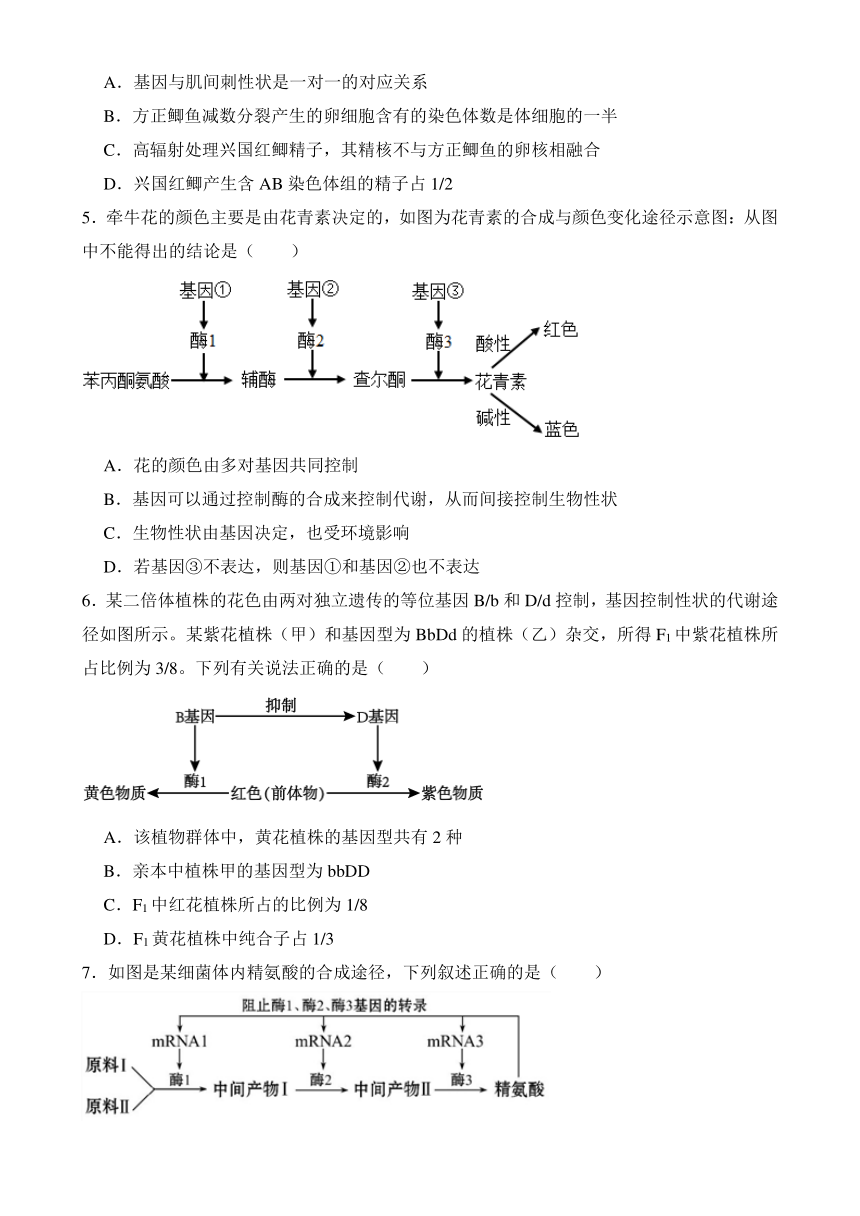 4.2 基因表达与性状的关系同步练习-2023-2024学年高一下学期生物人教版必修2（含答案）