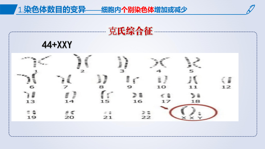 5.2染色体变异课件 (共54张PPT1份视频)生物人教版必修2