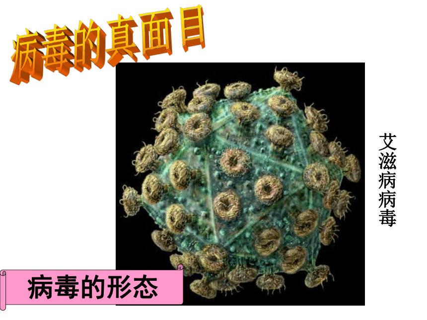 人教版八年级上册生物  5.5 病毒 课件 (39张PPT)