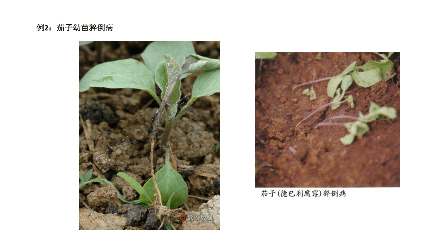 2.4.2穴盘苗常见侵染性病害诊断与防治 课件(共43张PPT)-《蔬菜生产技术》同步教学（中国农业出版社）