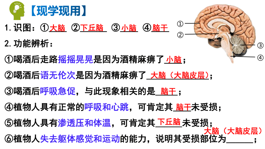 2.1神经调节的结构基础课件-(共27张PPT)人教版（2019）选择性必修1