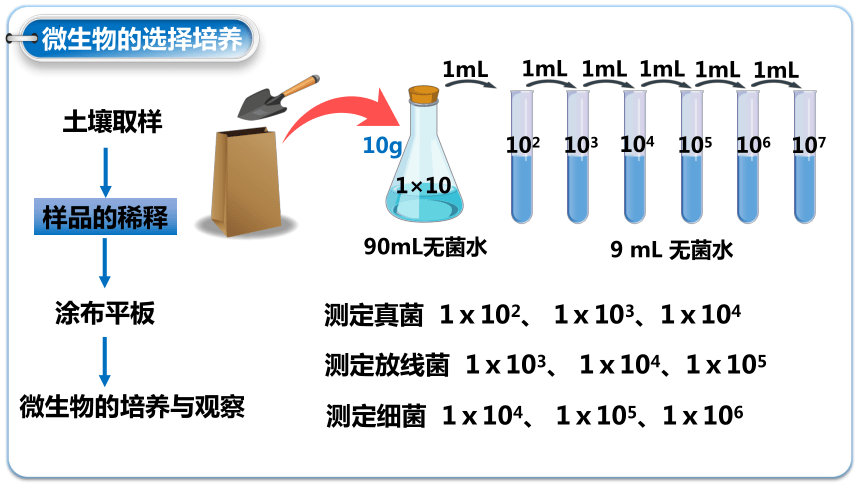 1.2.2微生物的选择培养和计数-(共30张PPT)课件人教版2019选择性必修3