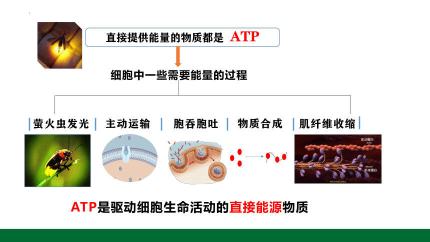 5.2细胞的能量“货币”ATP课件（共26张PPT1个视频）-人教版（2019）必修1