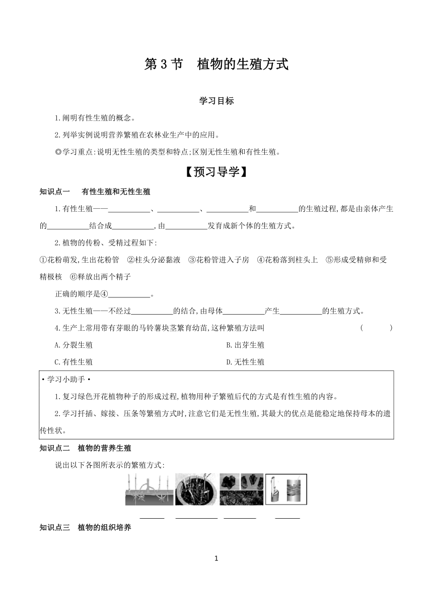 6.19.3 植物的生殖方式 学案（含答案） 2023-2024学年生物北师大版八年级上册