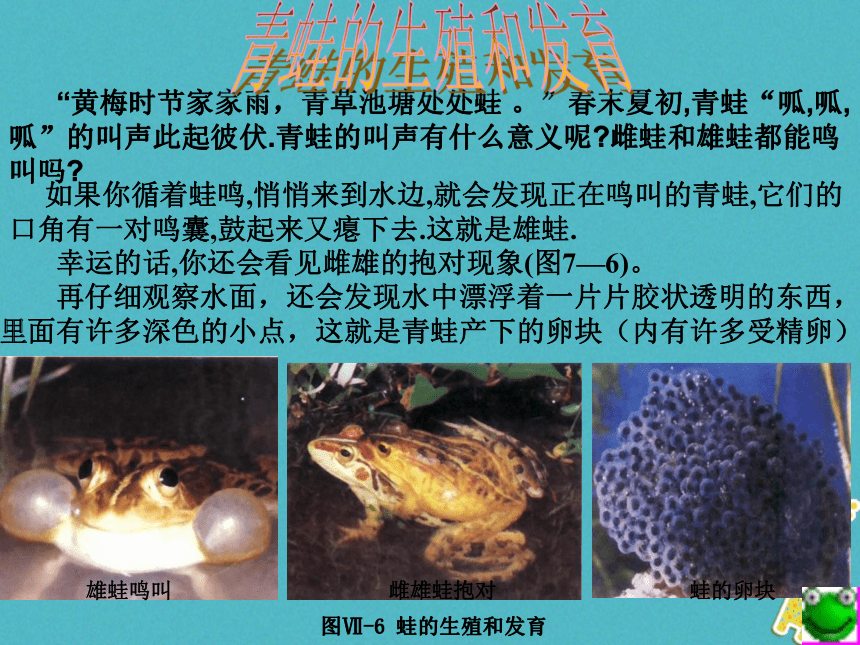 湖南省益阳市八年级生物下册7.1.3两栖动物的生殖和发育课件（新版）新人教版10张PPT