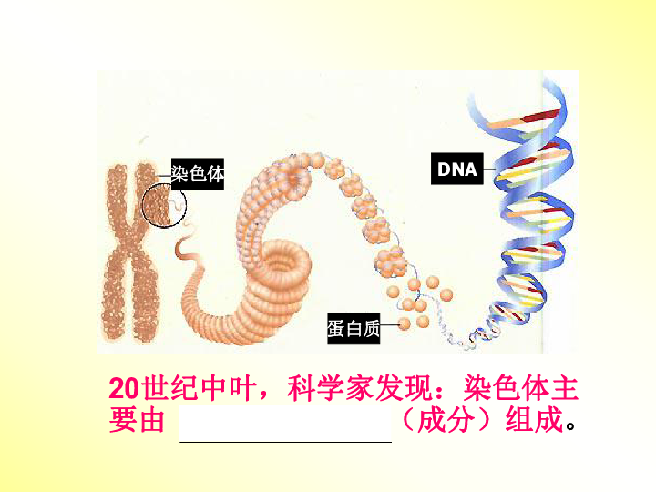 人教版生物高中必修二3.1-DNA是主要的遗传物质(57张ppt)