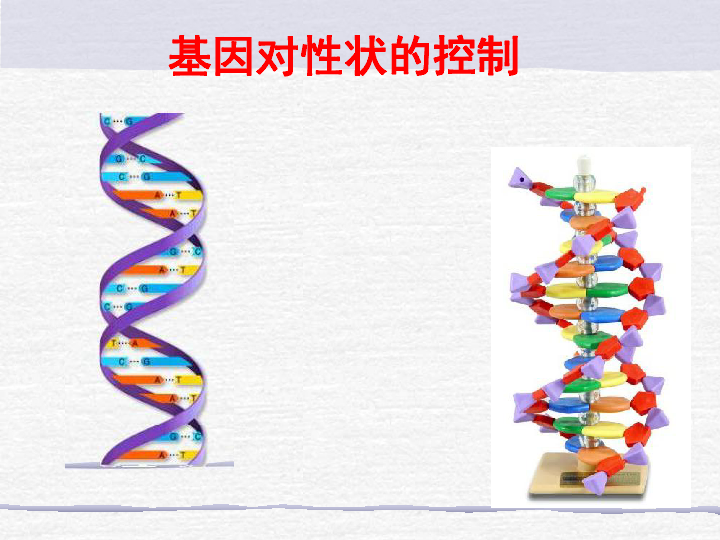 人教版高一生物必修二 第4章 第2节 基因对性状的控制（共27张PPT）