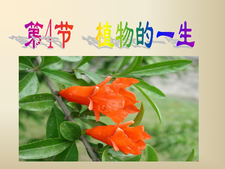 第4节 植物的一生被子植物的六大器官根,茎,叶花,果实,种子花叶果实