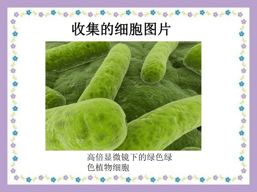 解开生物体结构的秘密1   课件