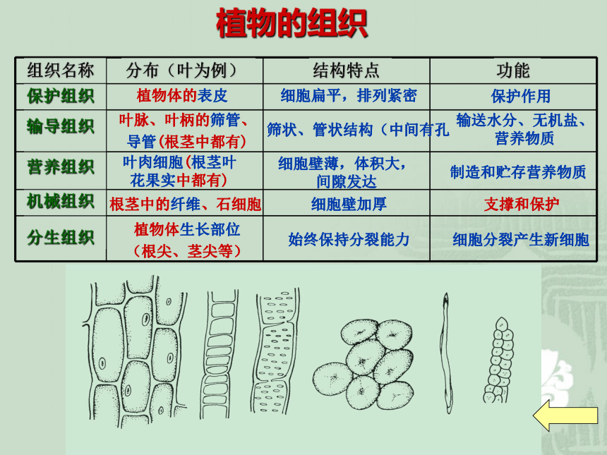 第五节显微镜下的各种生物动物和植物的组织