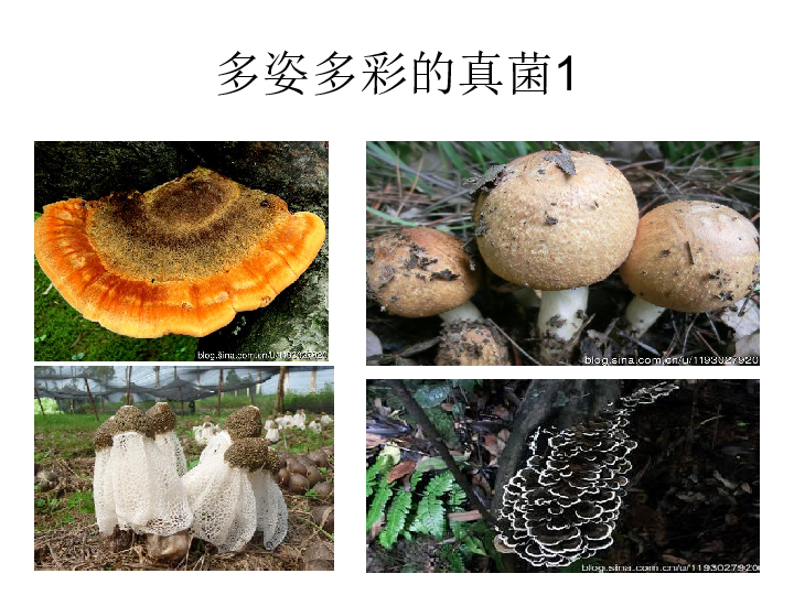 人教版八年级上册生物  5.4.1 细菌和真菌的分布 课件  (21张PPT)