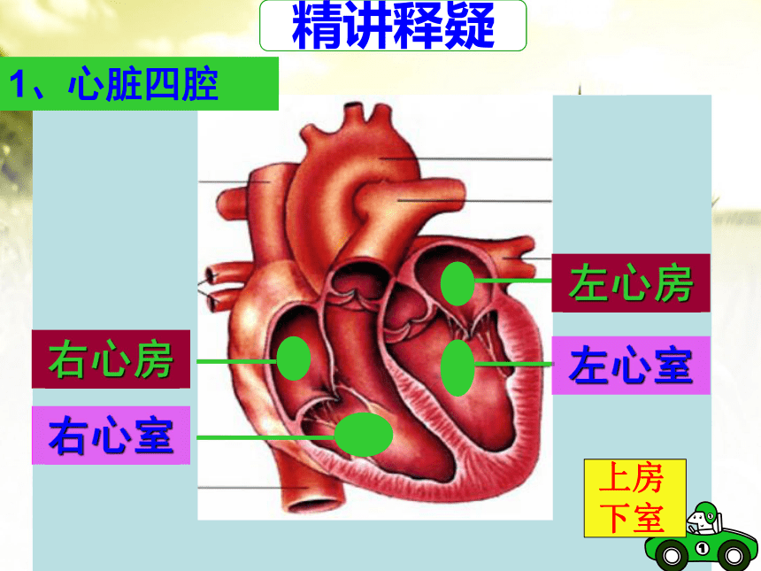 人教版七年级生物下册第四单元第四章第三节输送血液的泵-心脏 课件（共35张PPT）
