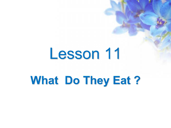 Lesson 11 What Do They Eat课件   (共23张PPT)