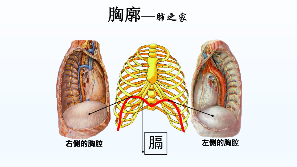 京改版生物七年级下册61人的呼吸课件共30张ppt