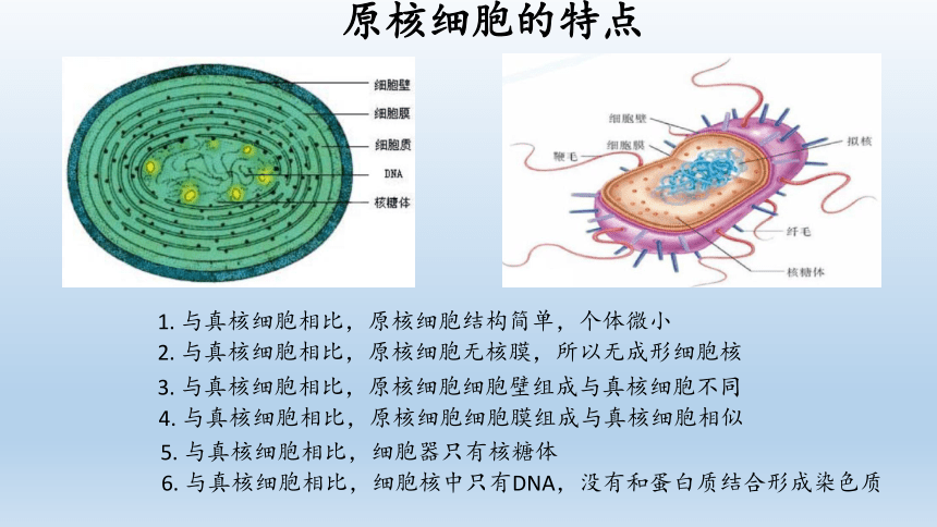 浙科版（2019）生物必修1：2.6《原核细胞内无成形的细胞核》 PPT课件（共16页）