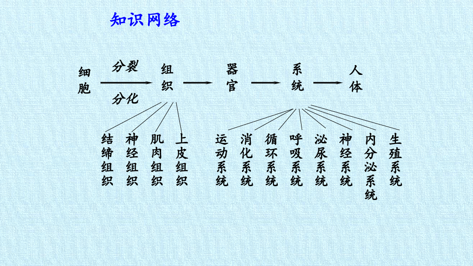 鲁科版（五四学制）六年级生物上册：第二单元  第三章 细胞怎样构成生物体  复习课件（共30张PPT）