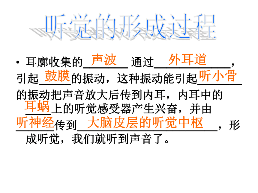 第11章 感知与协调  听觉  耳的主要结构及其功能