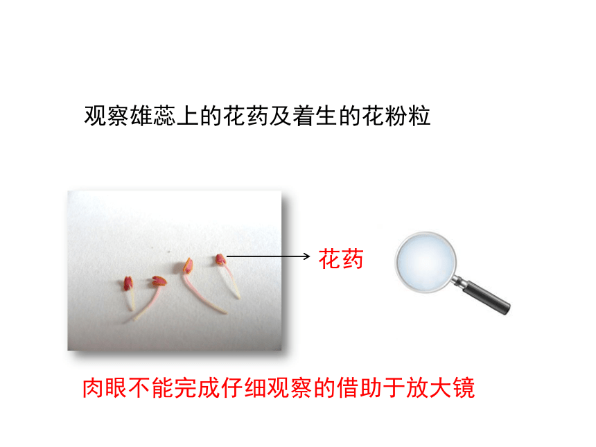 冀少版七年级生物上册课件：1.1.2《学会观察》（共41张PPT）