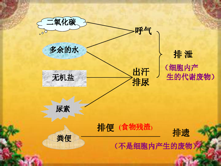 冀教版生物七年级下册232排泄共33张ppt