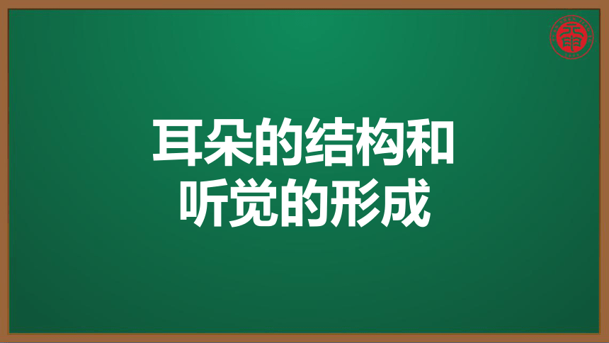 初中生物複習知識點精講課件42耳朵的結構和聽覺的形成