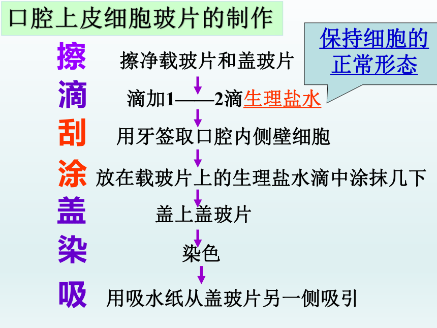 第三節 動物細胞洋蔥鱗片葉內表皮細胞黃瓜表層果肉細胞 (可見葉綠體)