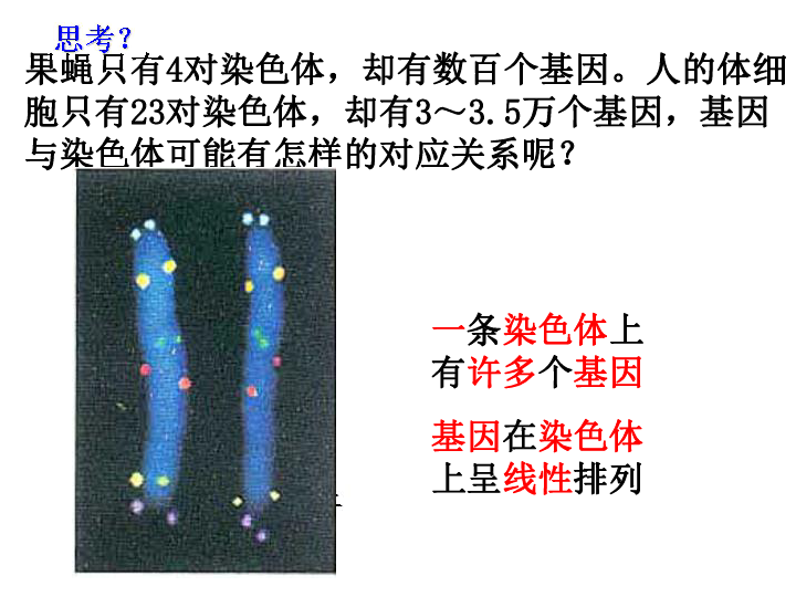 高中生物人教版必修2第二章 基因在染色体上 (共68张PPT)