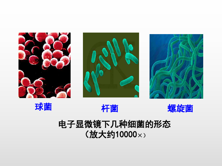 济南版七年生物上册课件：第二单元 第三章 第二节 细菌课件（(共19张PPT)）
