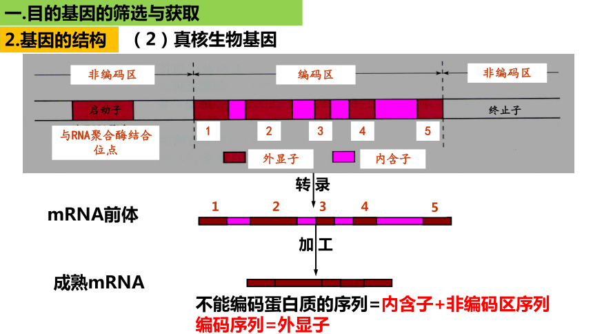 真核生物基因结构图片