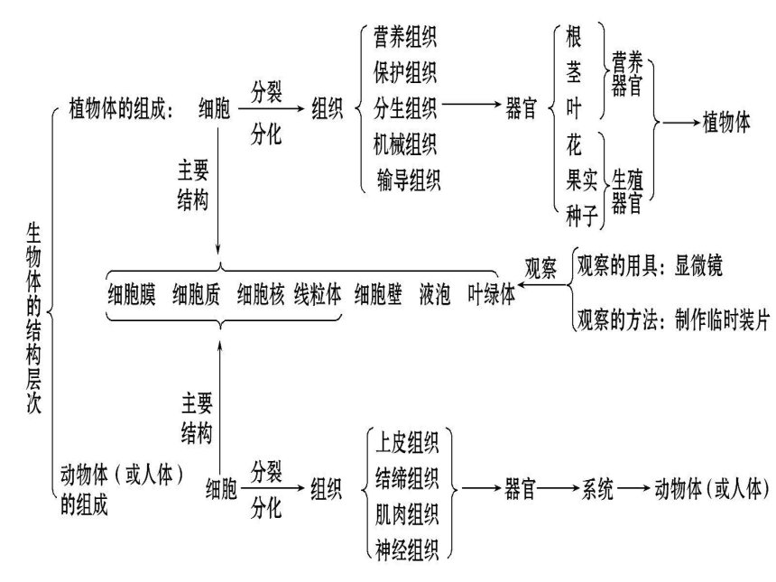 人教版七八年级生物全册知识专题体系概览（20PPT）