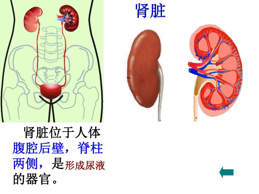 11.2 尿的形成与排出 课件