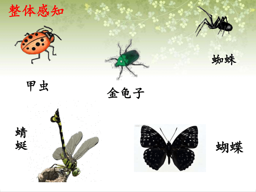 装满昆虫的口袋课件 (共24张PPT)